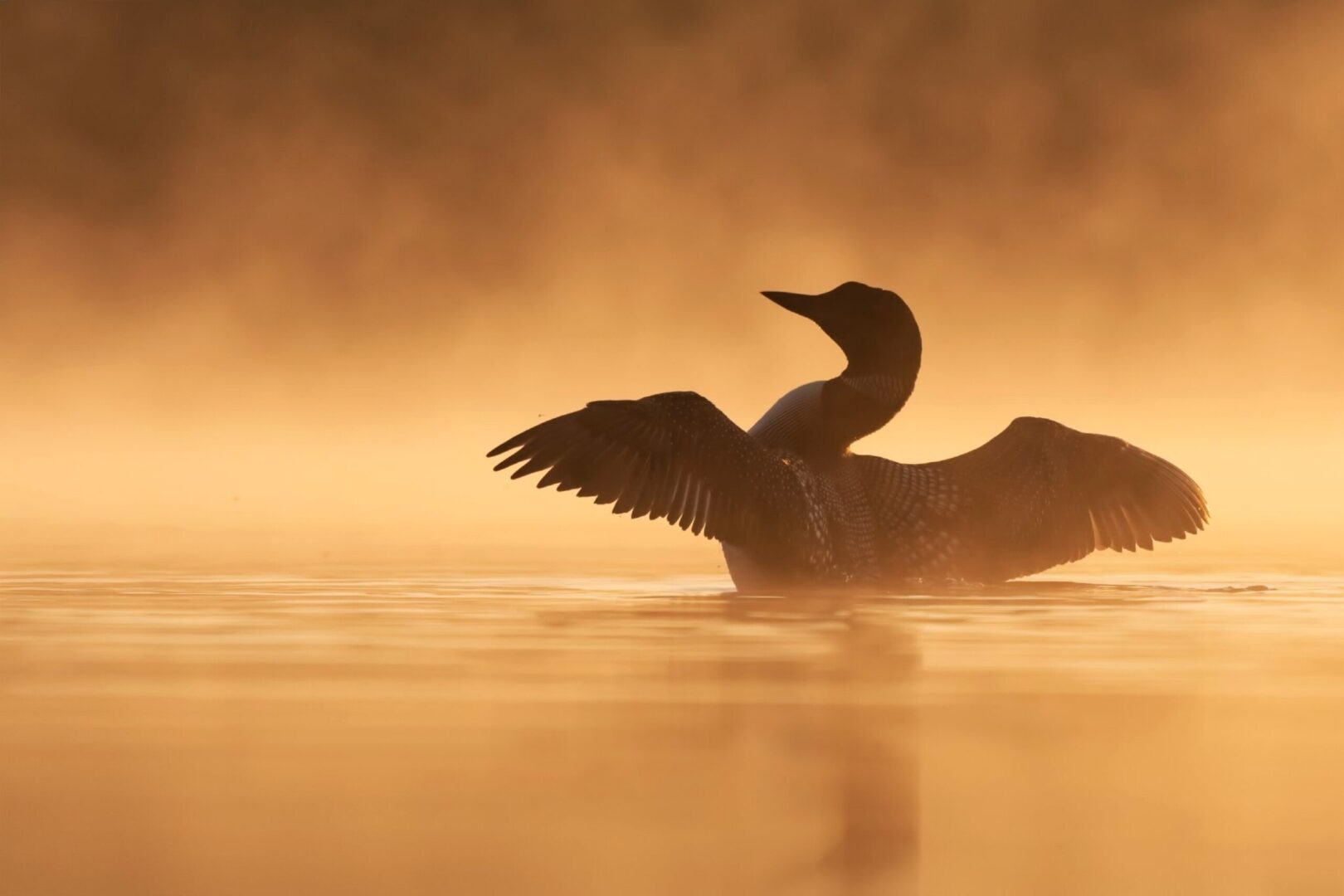 A duck is swimming in the water at sunset.