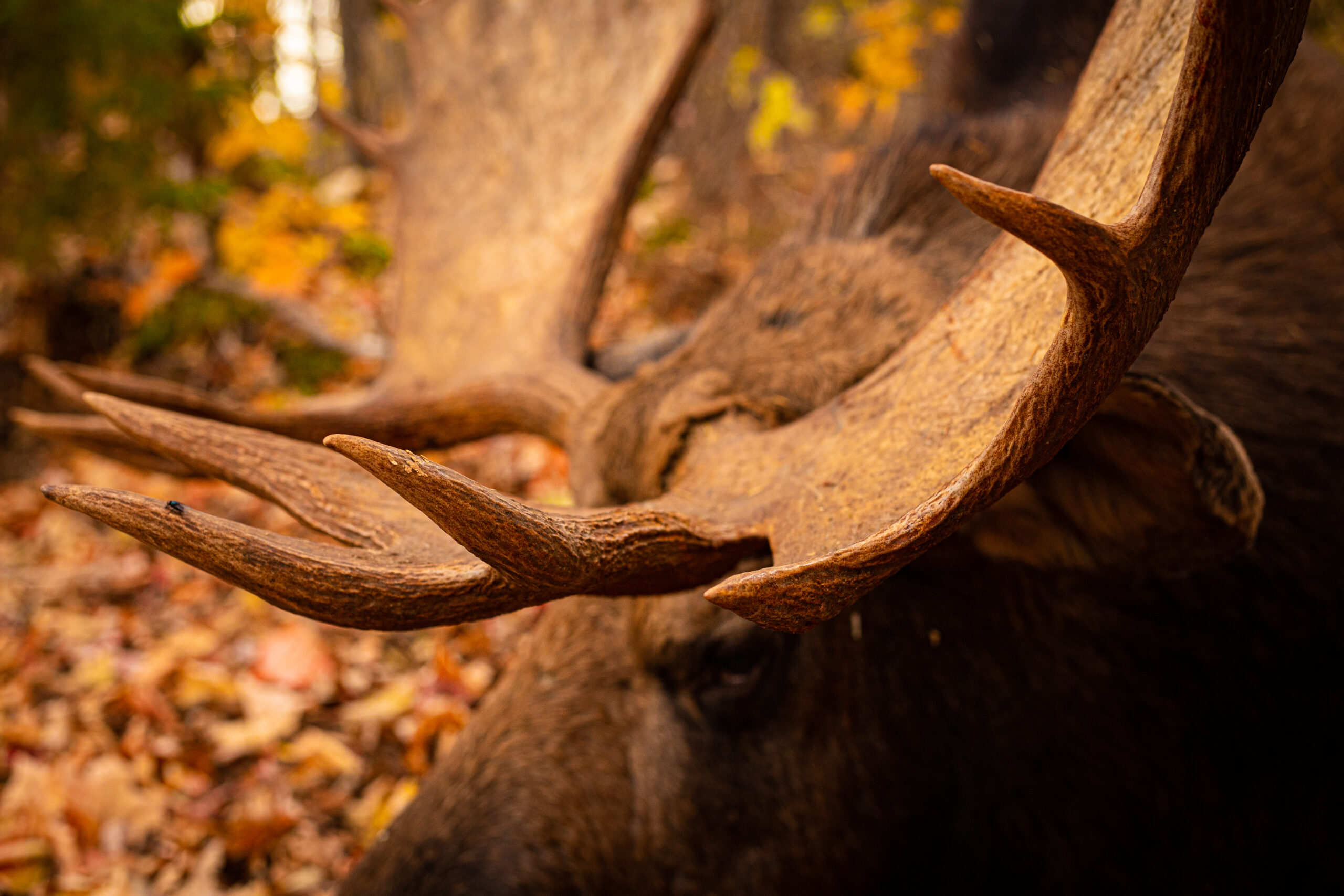 A close up of the antlers on an animal.