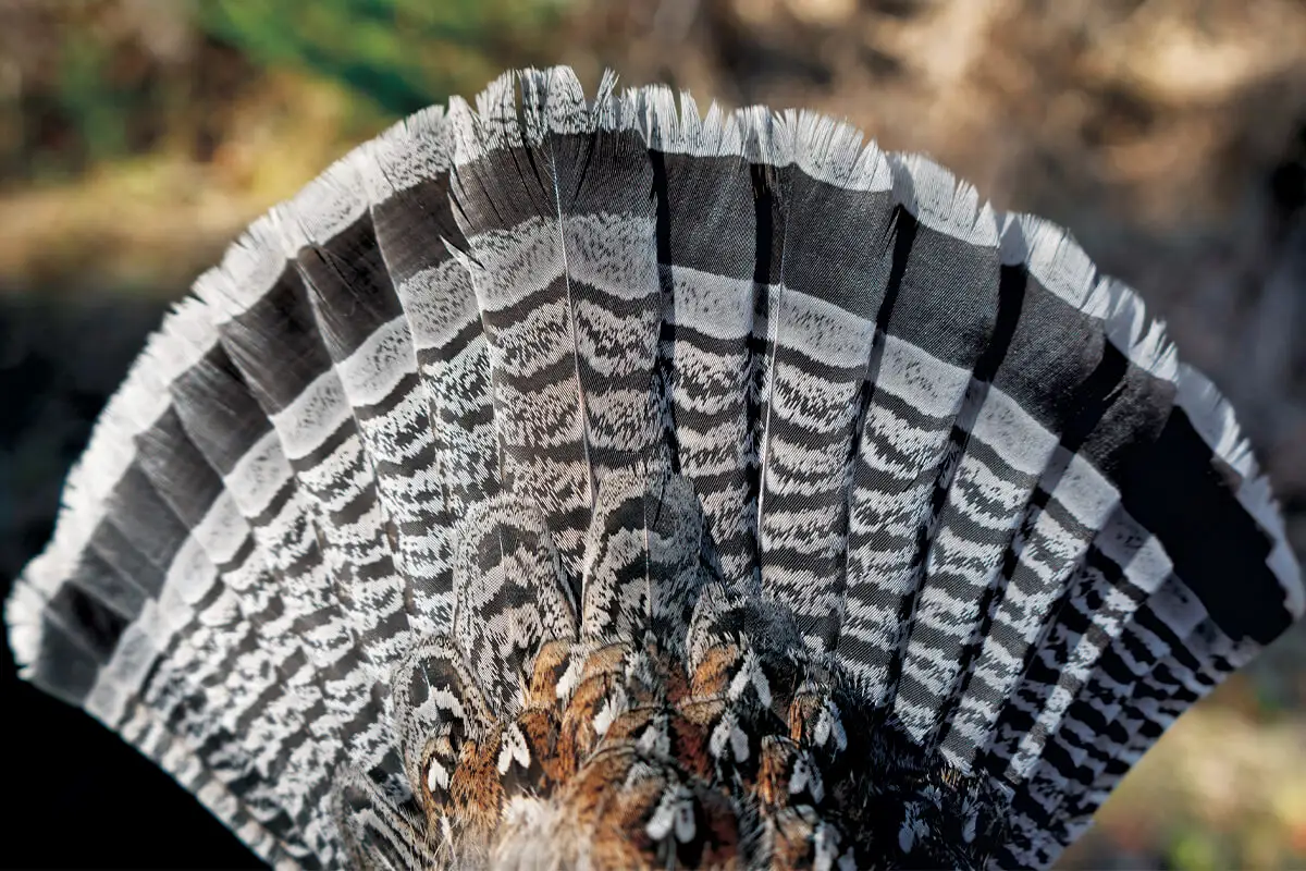 A close up of the feathers on a turkey.