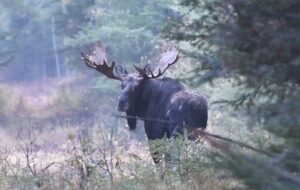A moose with large antlers walking through the woods.