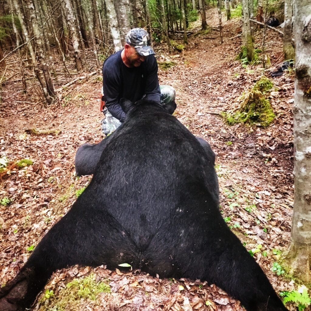 A bear that is laying down on the ground.