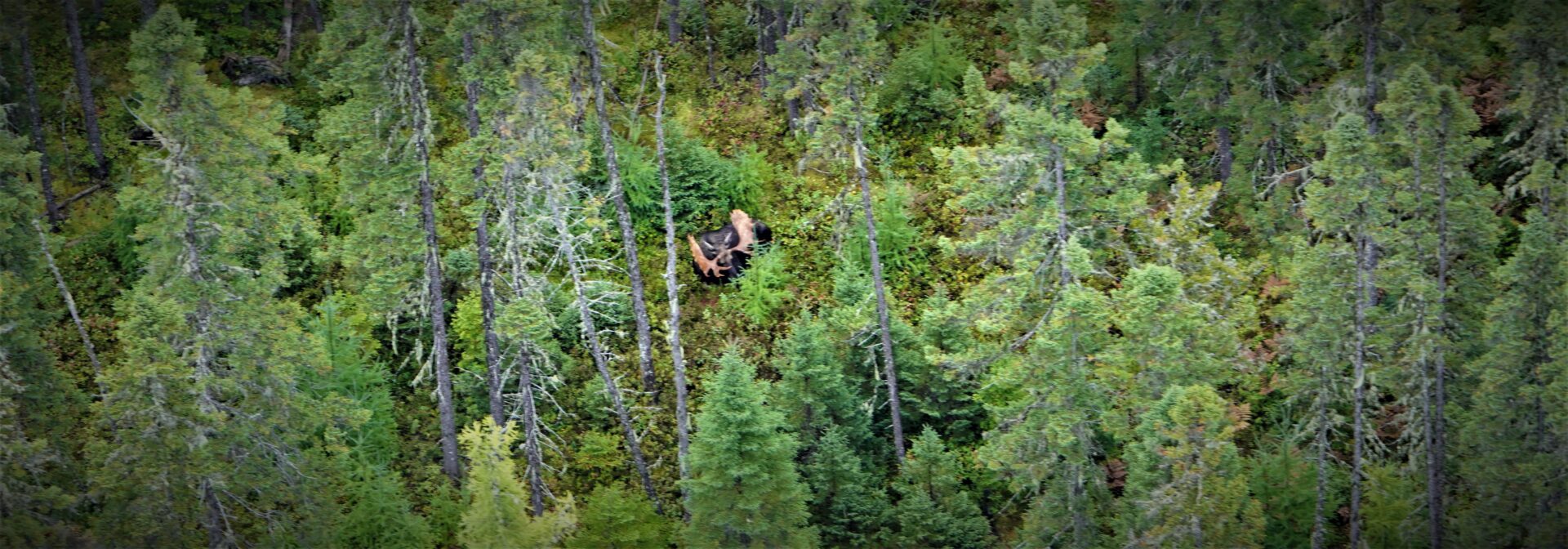 Two moose in dense forest from above.