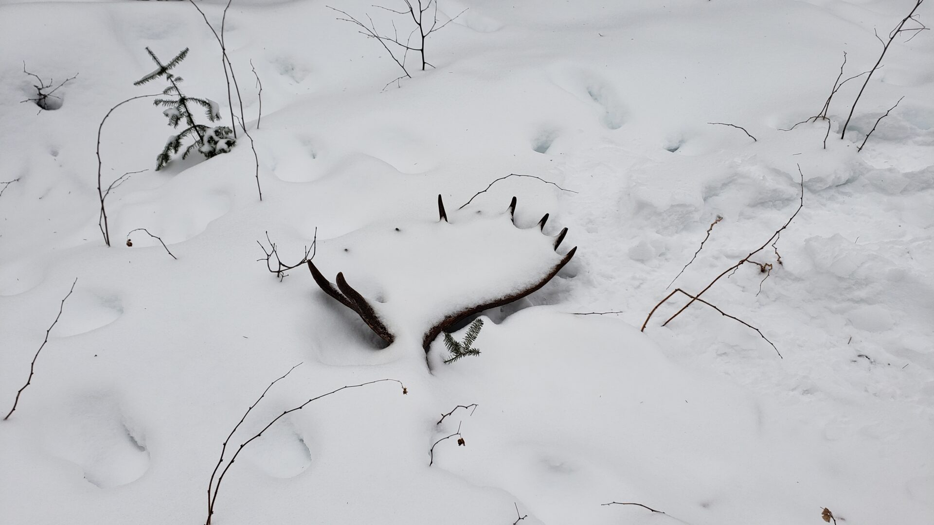 Moose antlers in snow with branches.