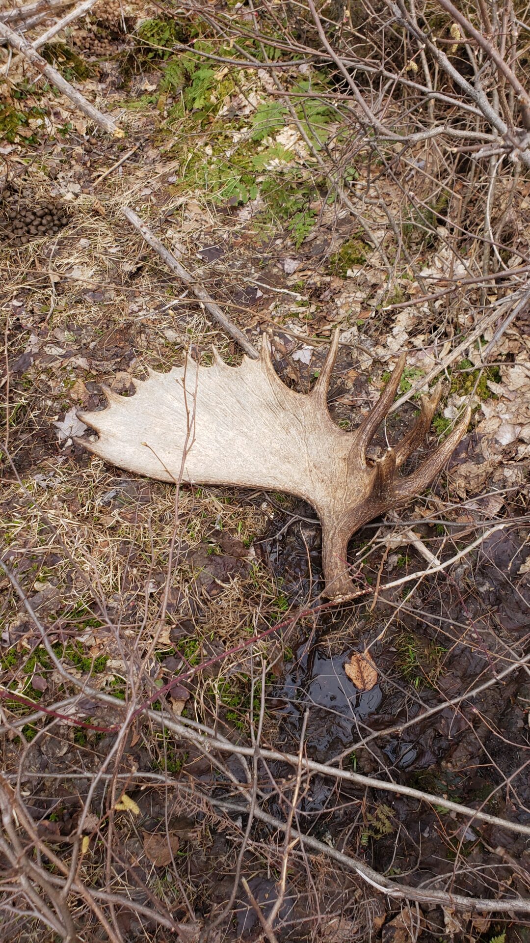 A shed moose antler on the forest floor.