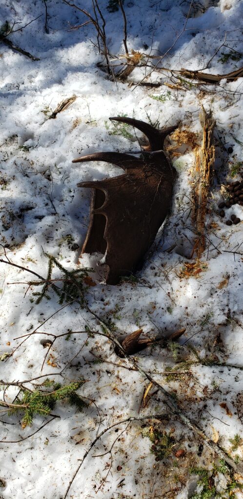 Moose antler in snow with branches.