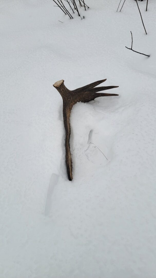 Antler in the snow, winter scene.