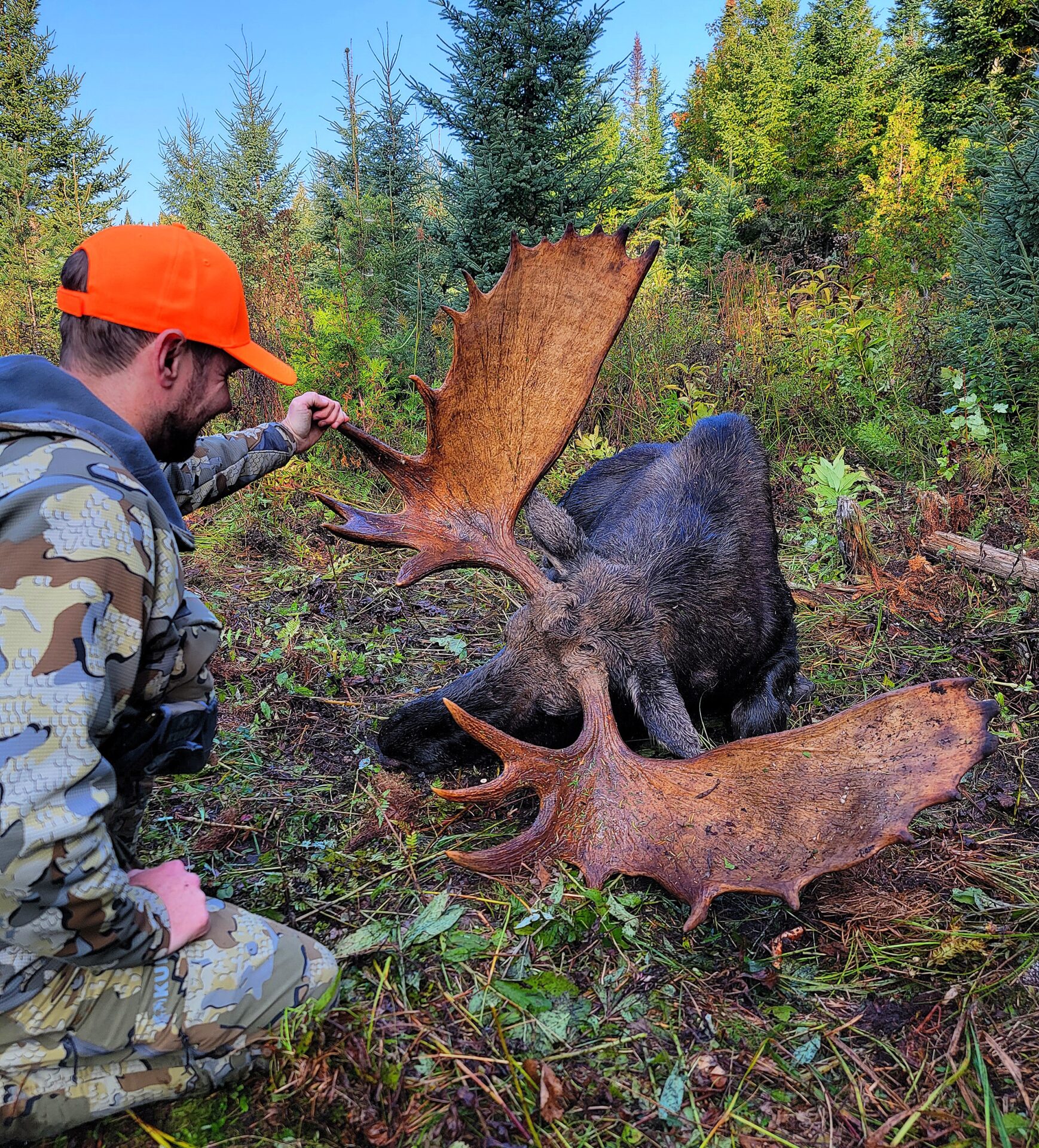 Hunter admires a large bull moose.