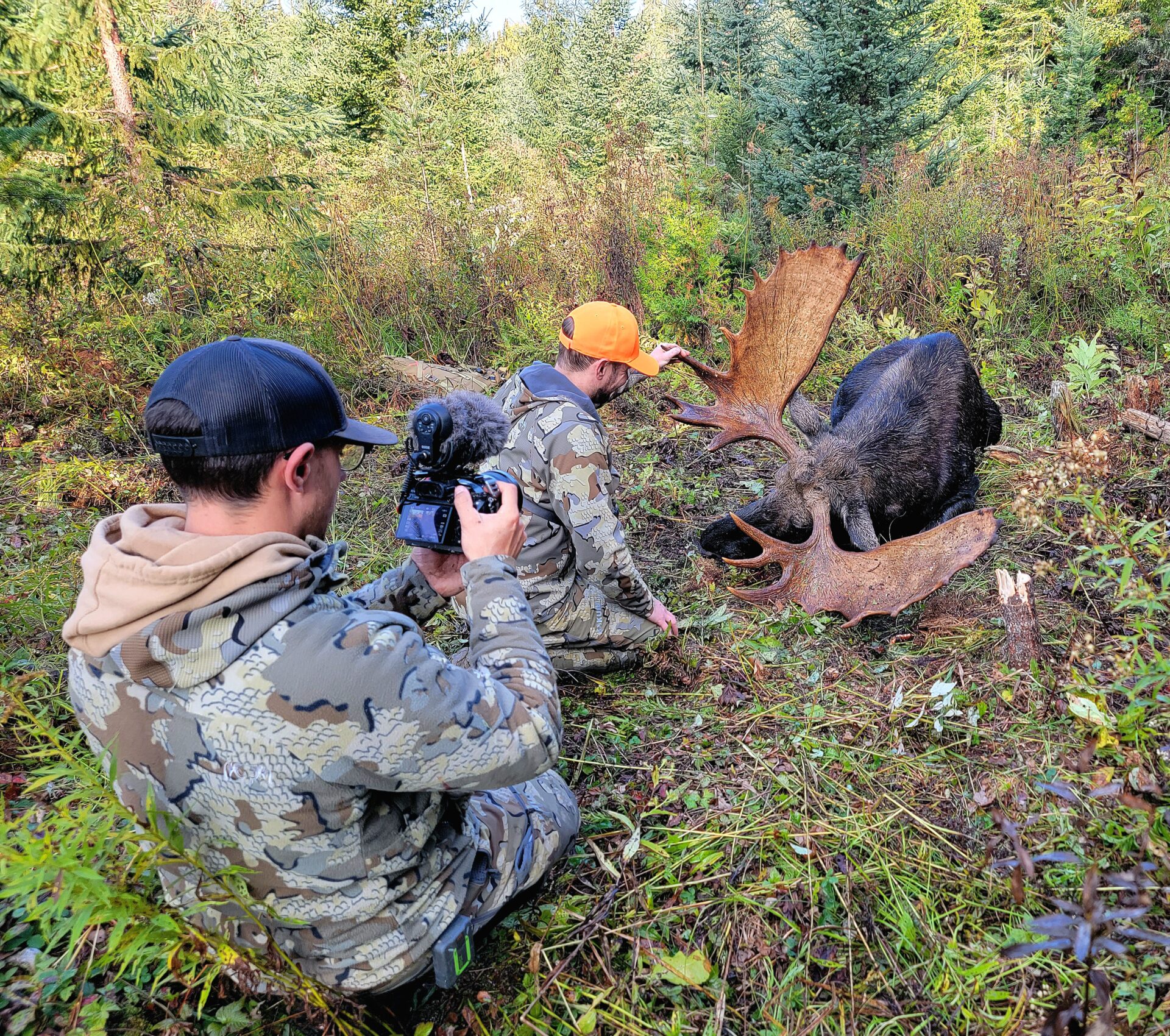 Two hunters film a large bull moose.