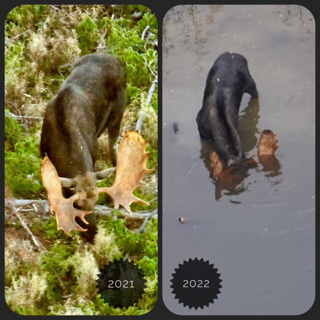 Moose in forest and water, 2021 and 2022.