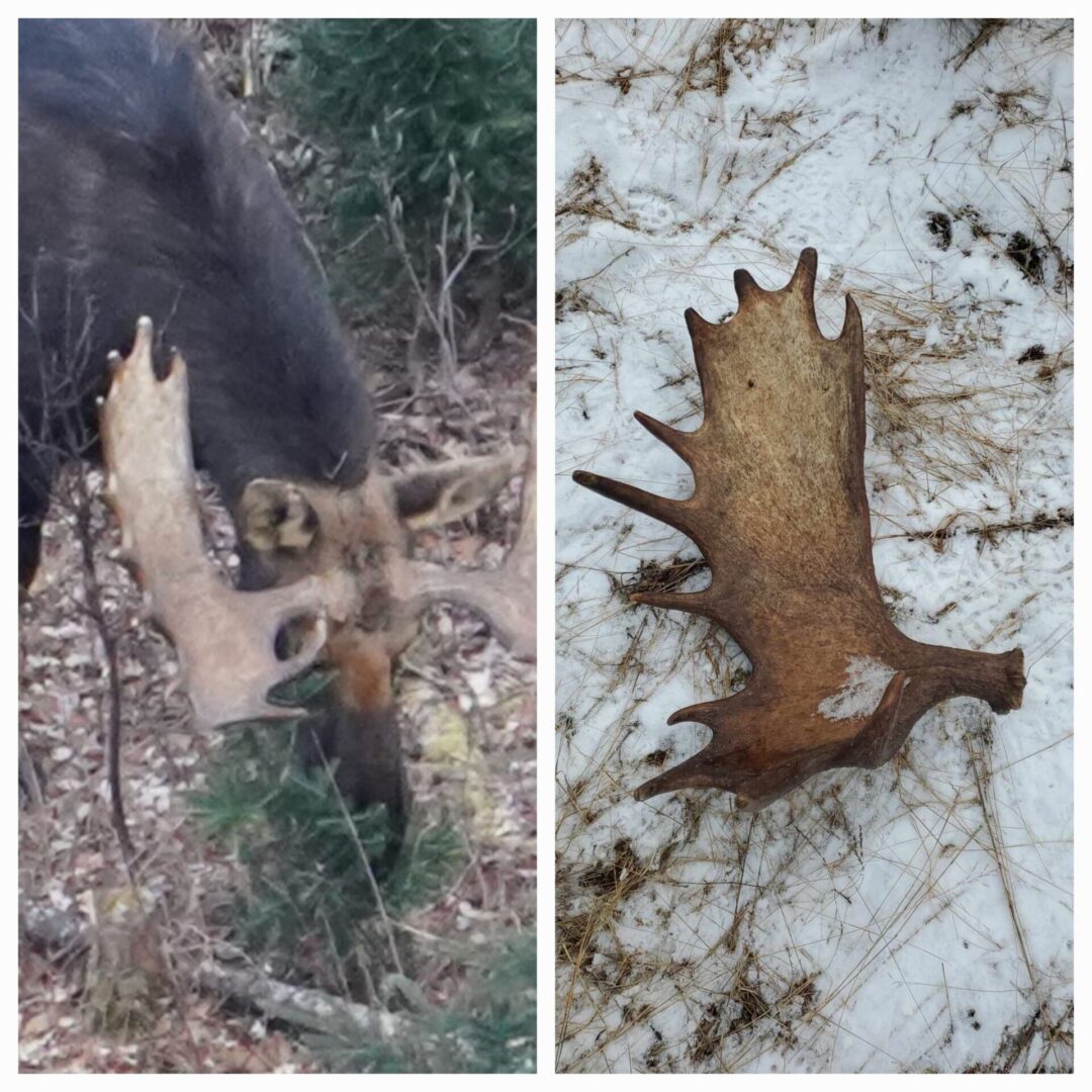 Moose with antlers and shed antlers in snow.