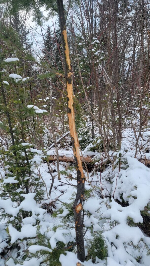 Tree trunk with damage in snowy forest.