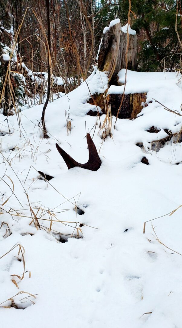 Antler in snow near a tree stump.