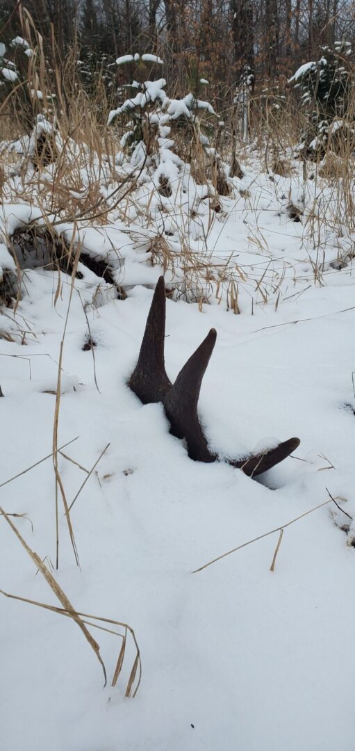 Antlers partially buried in snow.