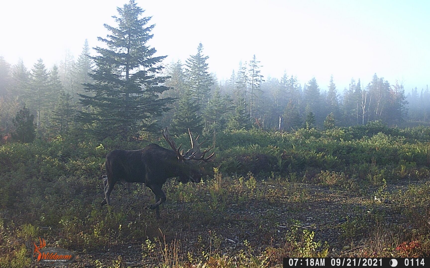 A large bull moose walks through a forest.