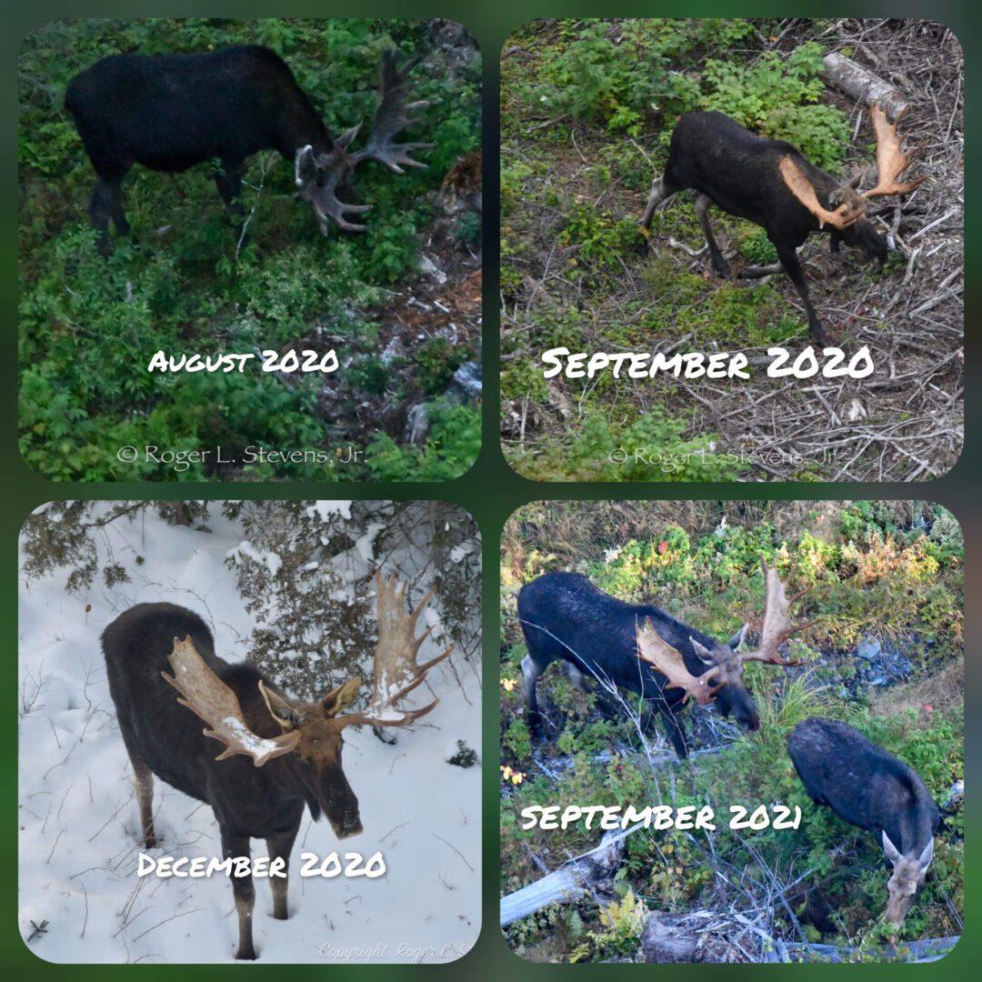 Collage of moose in different seasons.