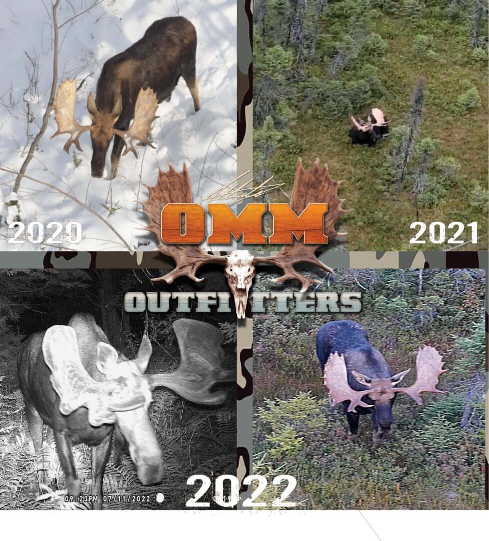 Moose hunting success in 2020, 2021 & 2022.