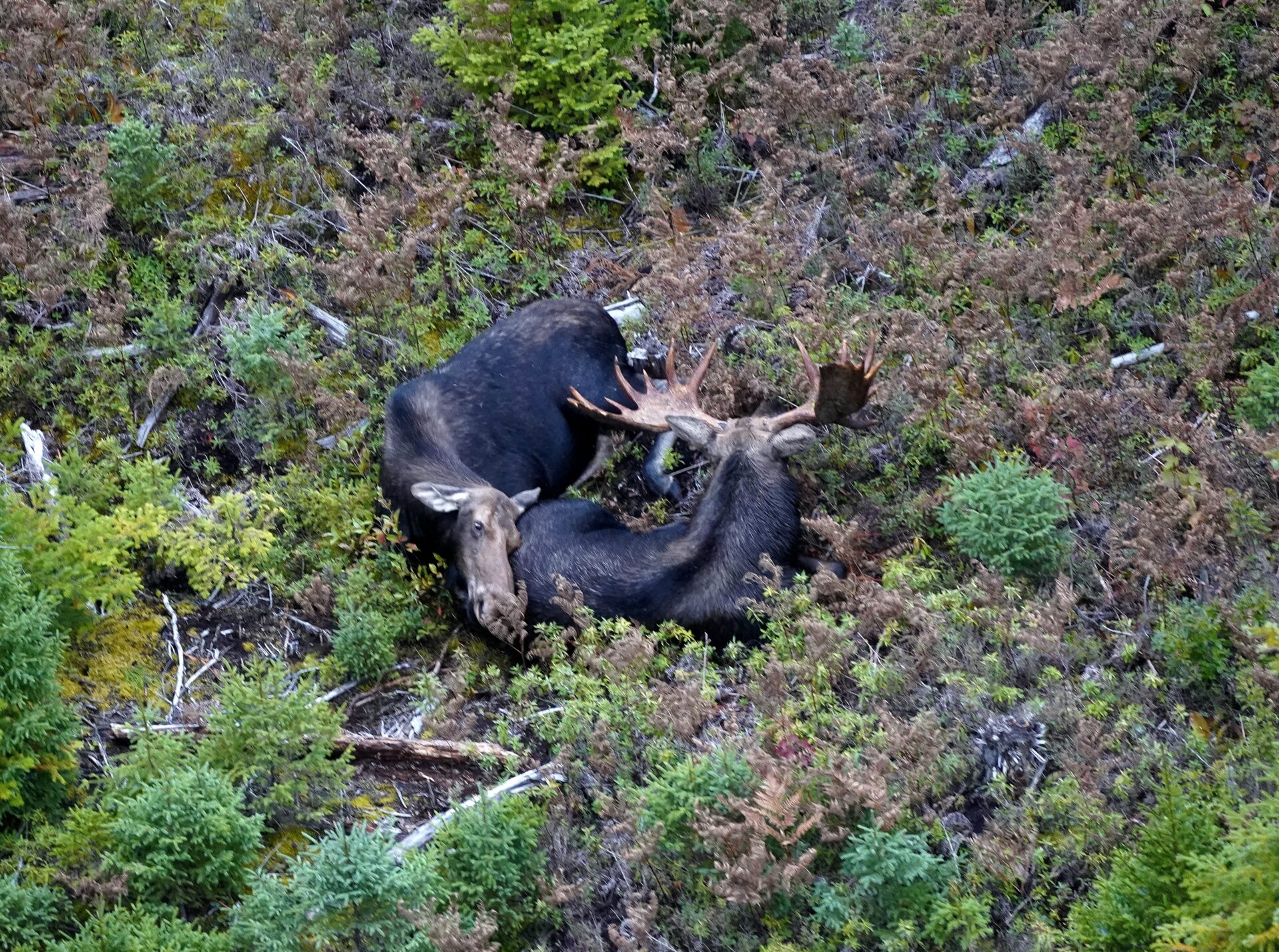 Two moose resting in a forest clearing.