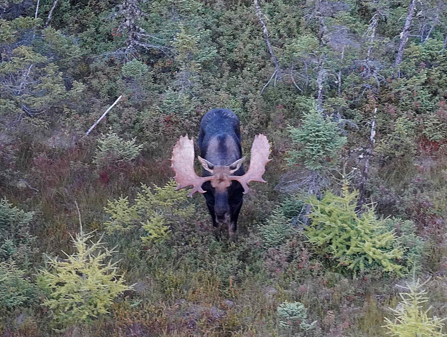 A large moose with antlers in the forest.