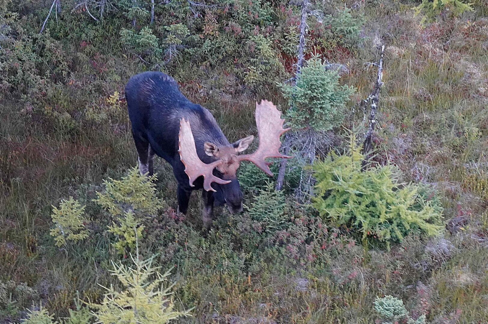 A large moose with antlers in the woods.