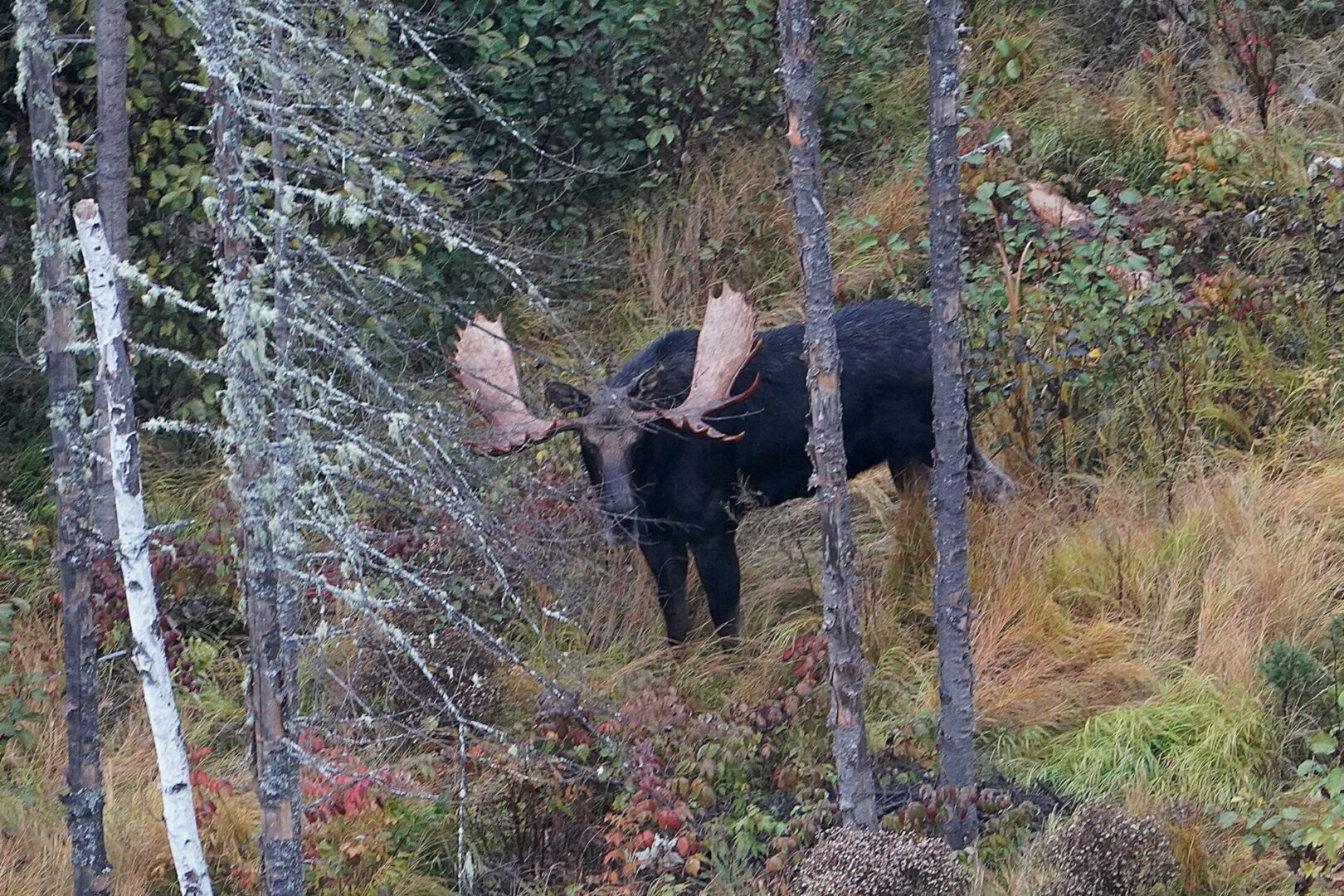 Moose with large antlers in forest.