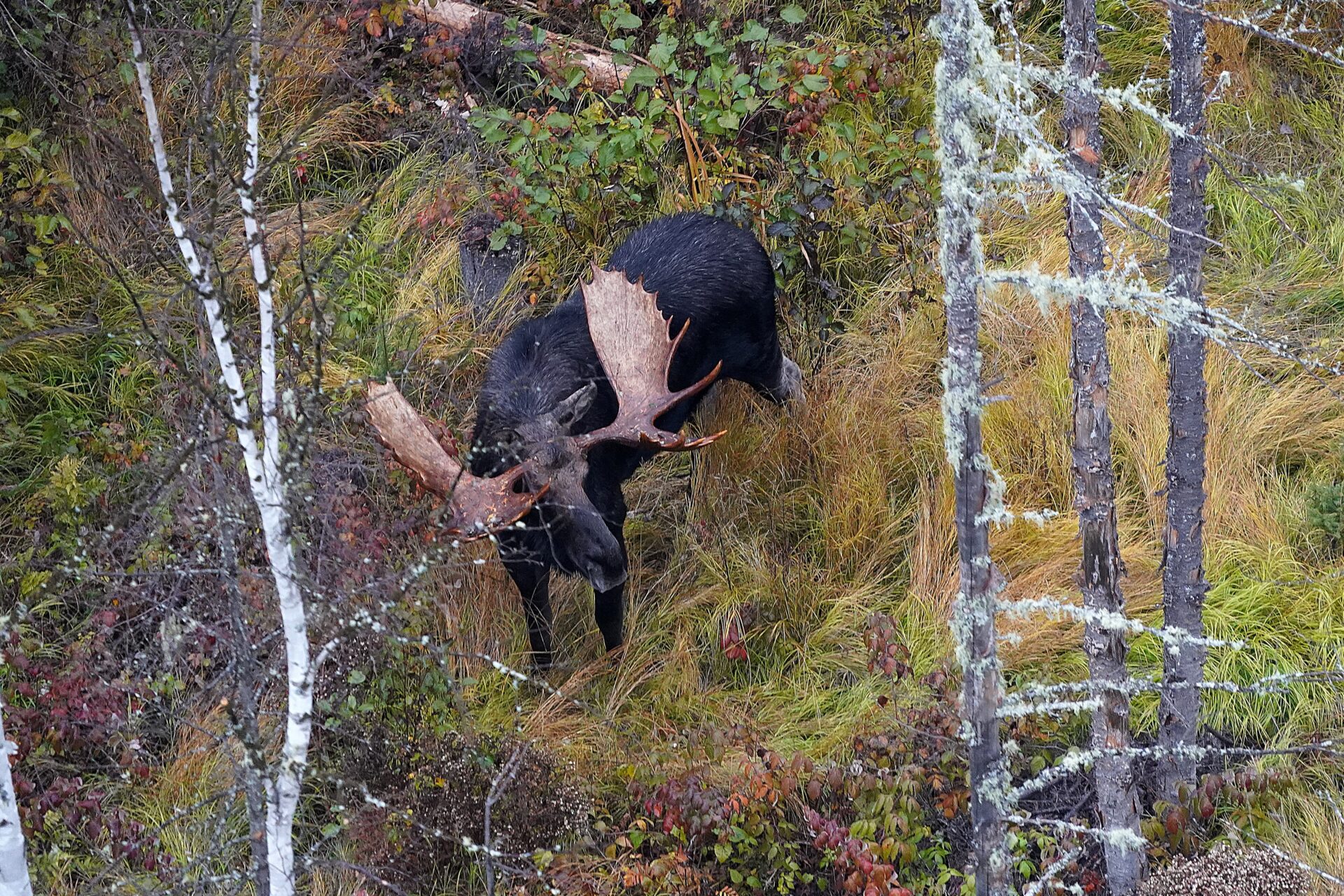 Moose with large antlers in forest.