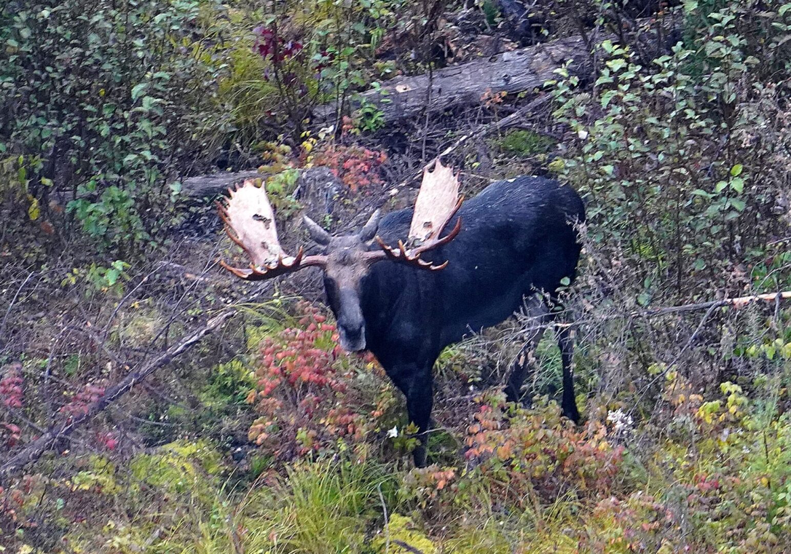 A large bull moose in the woods.