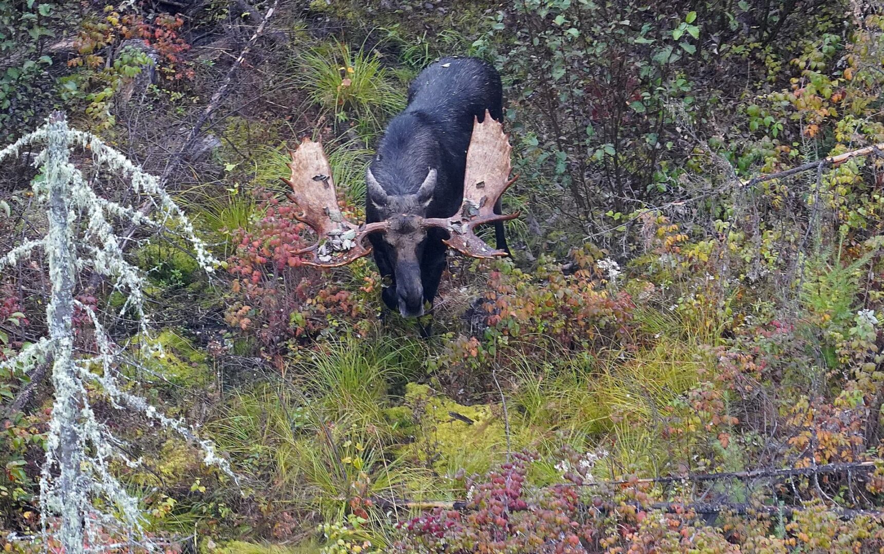 A large bull moose with antlers in the woods.