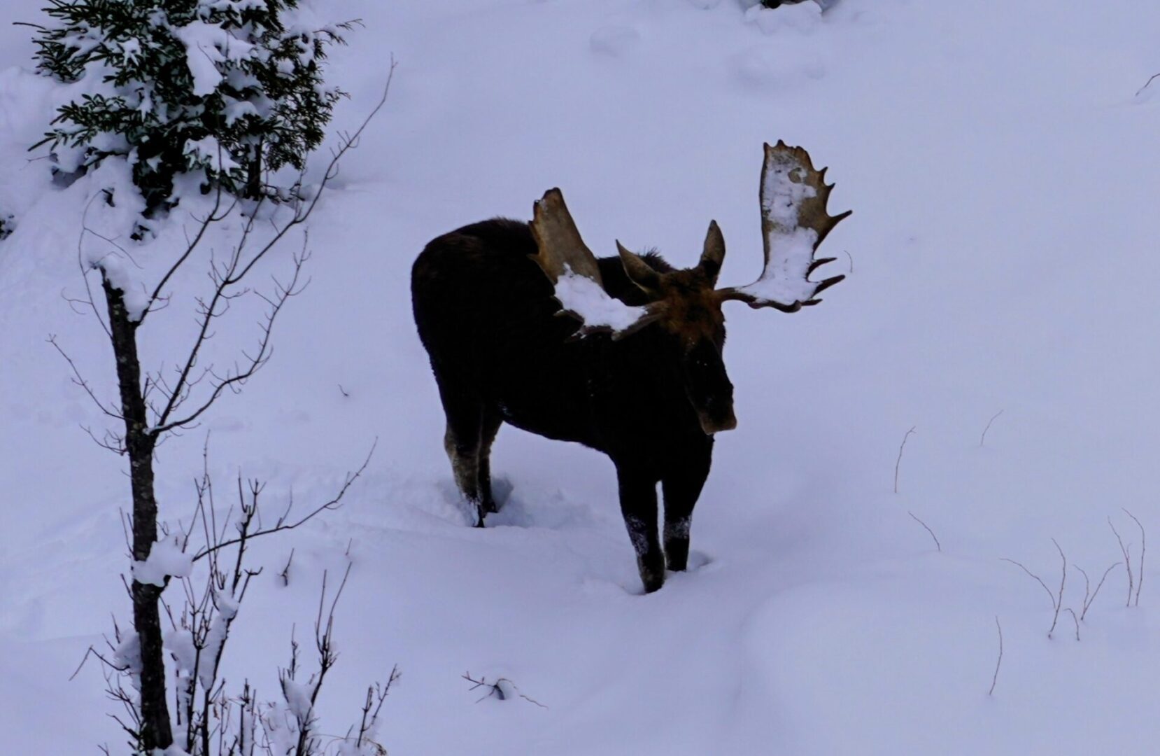 Moose with antlers in snowy landscape.