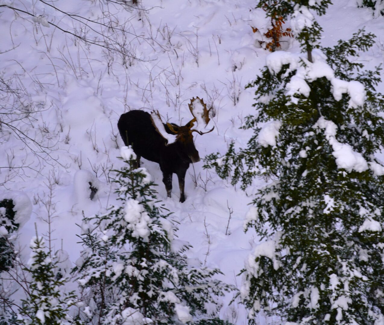 Moose in snowy forest with antlers.