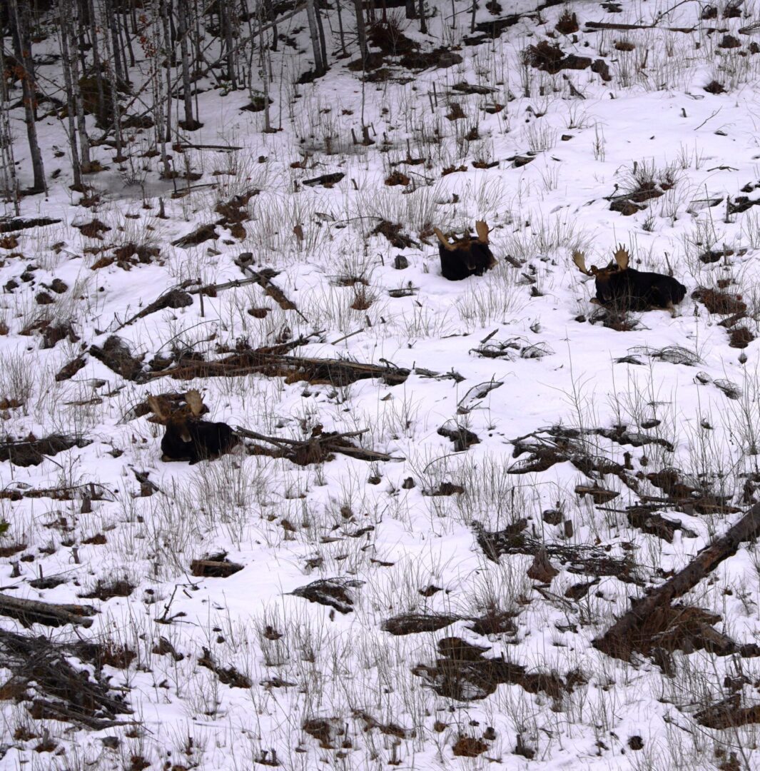 Three moose resting in snowy woods.