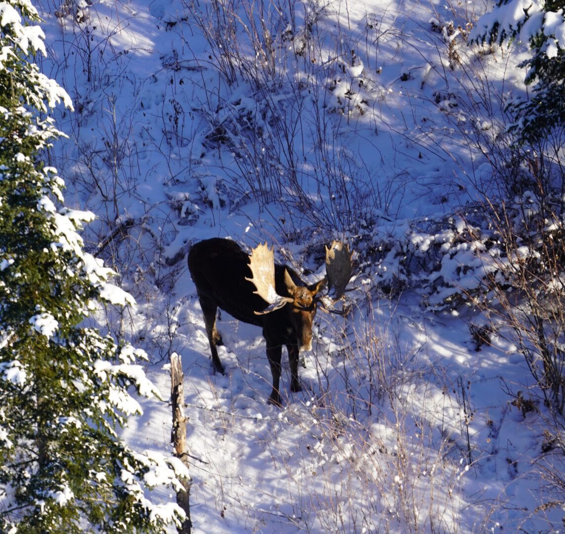 A moose with large antlers in a snowy forest.