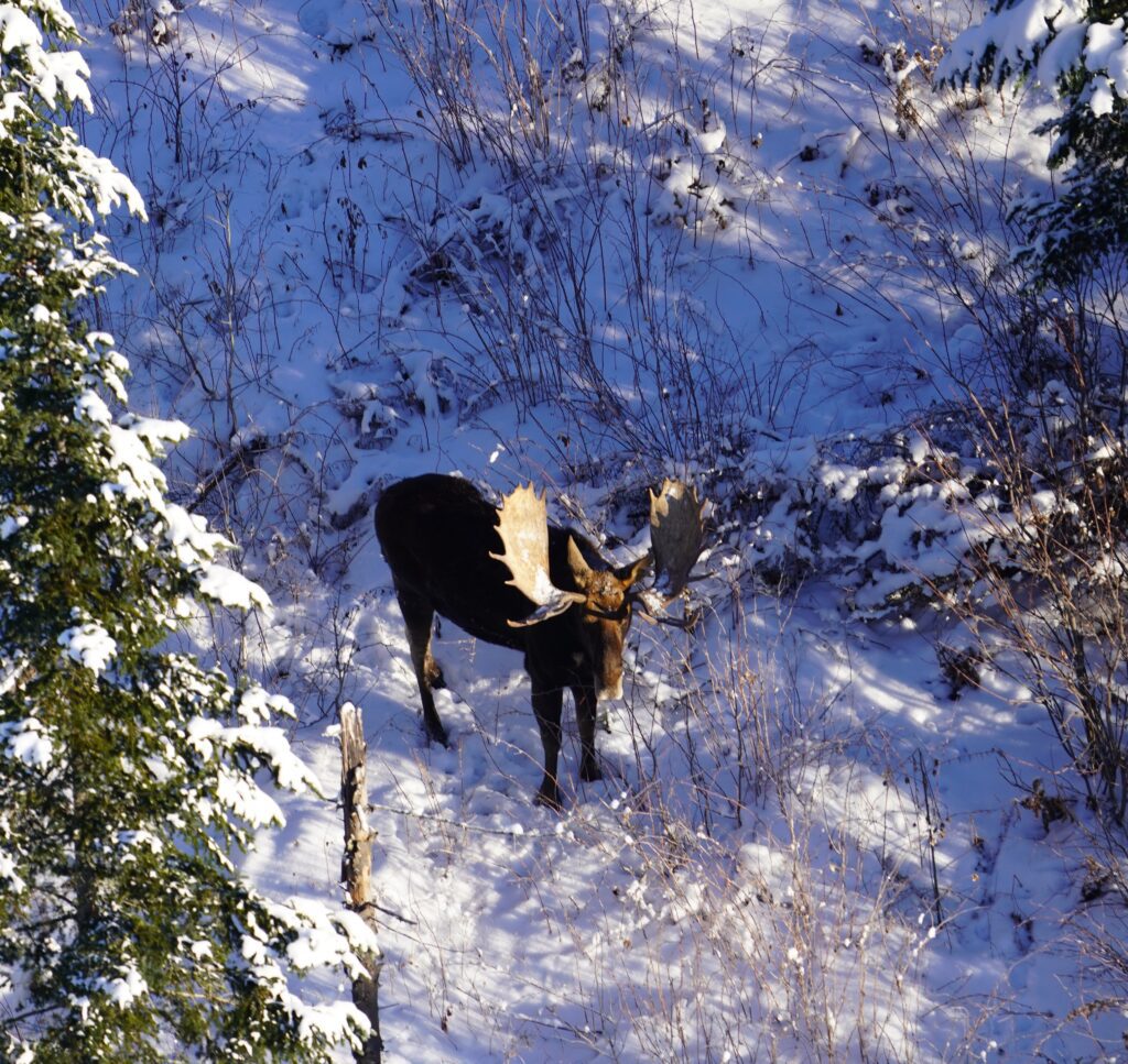 Moose in snowy woodland, looking left.