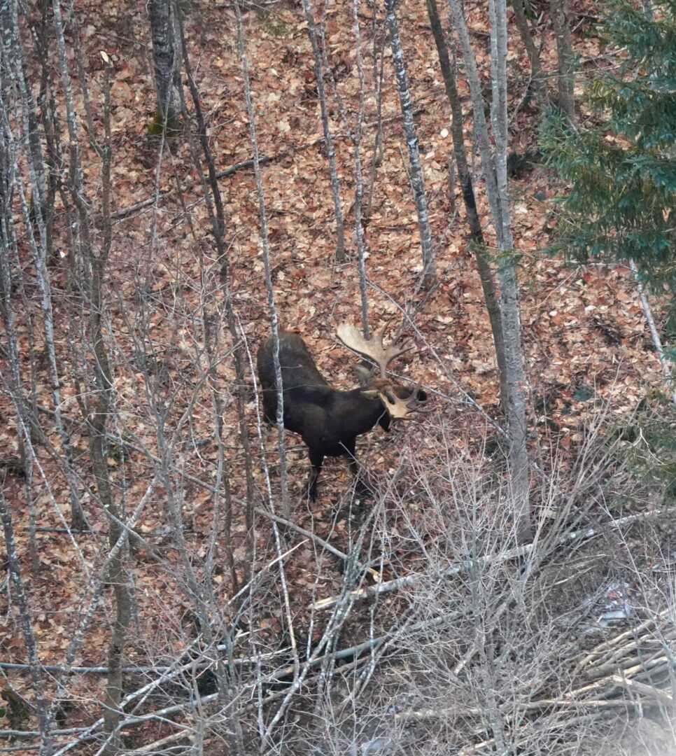 Moose in a forest with fallen leaves.