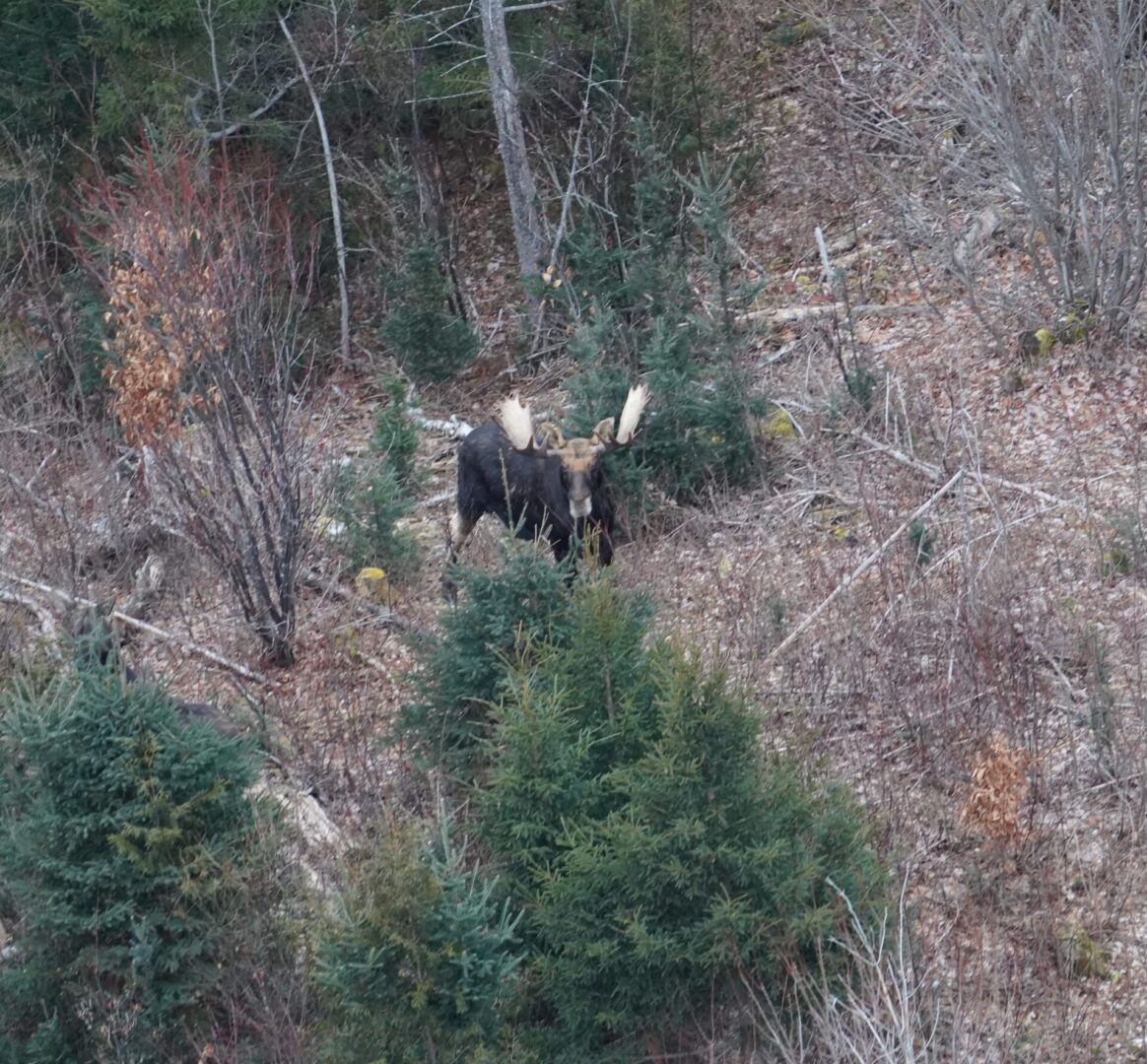 A moose with large antlers stands in a forest.