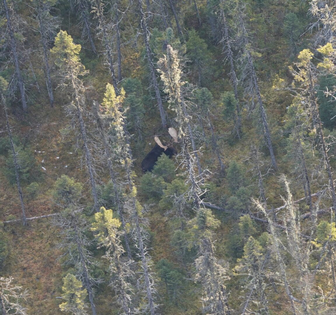 Moose lying in dense forest from above.