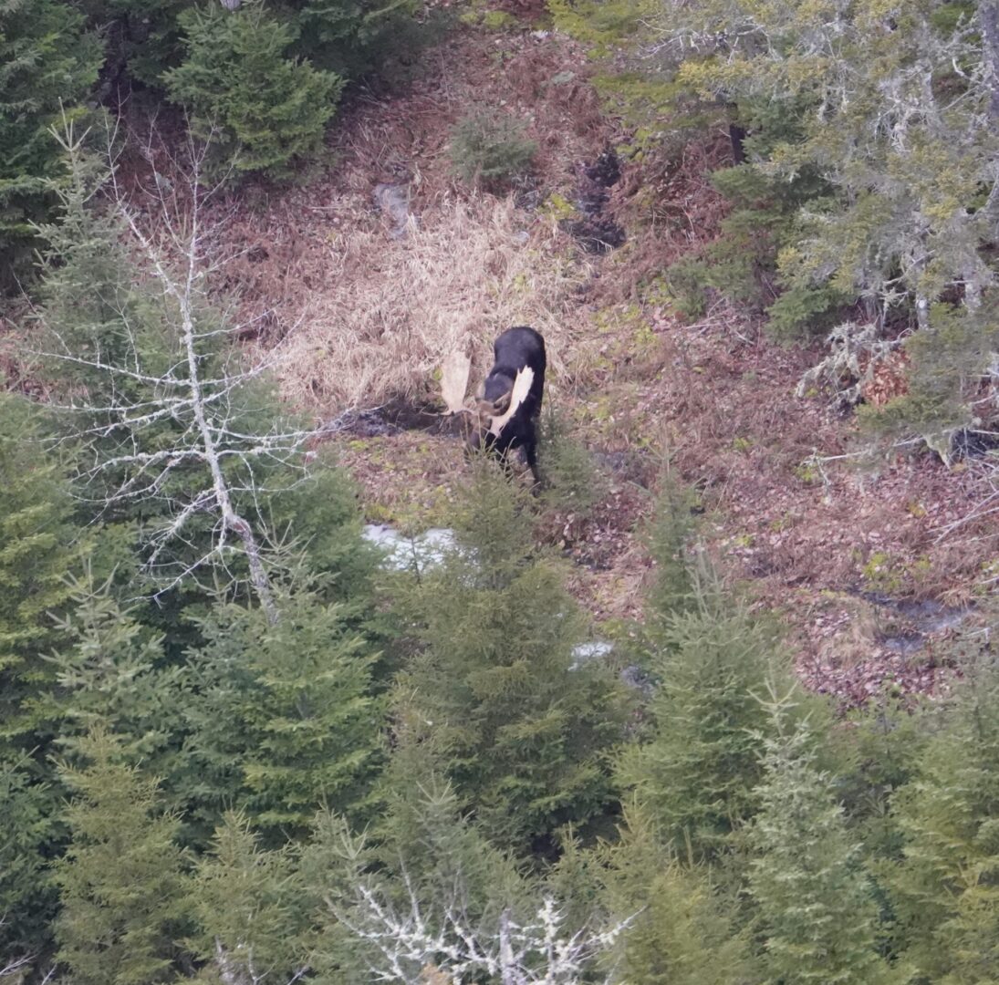 Moose with antlers in a forest.