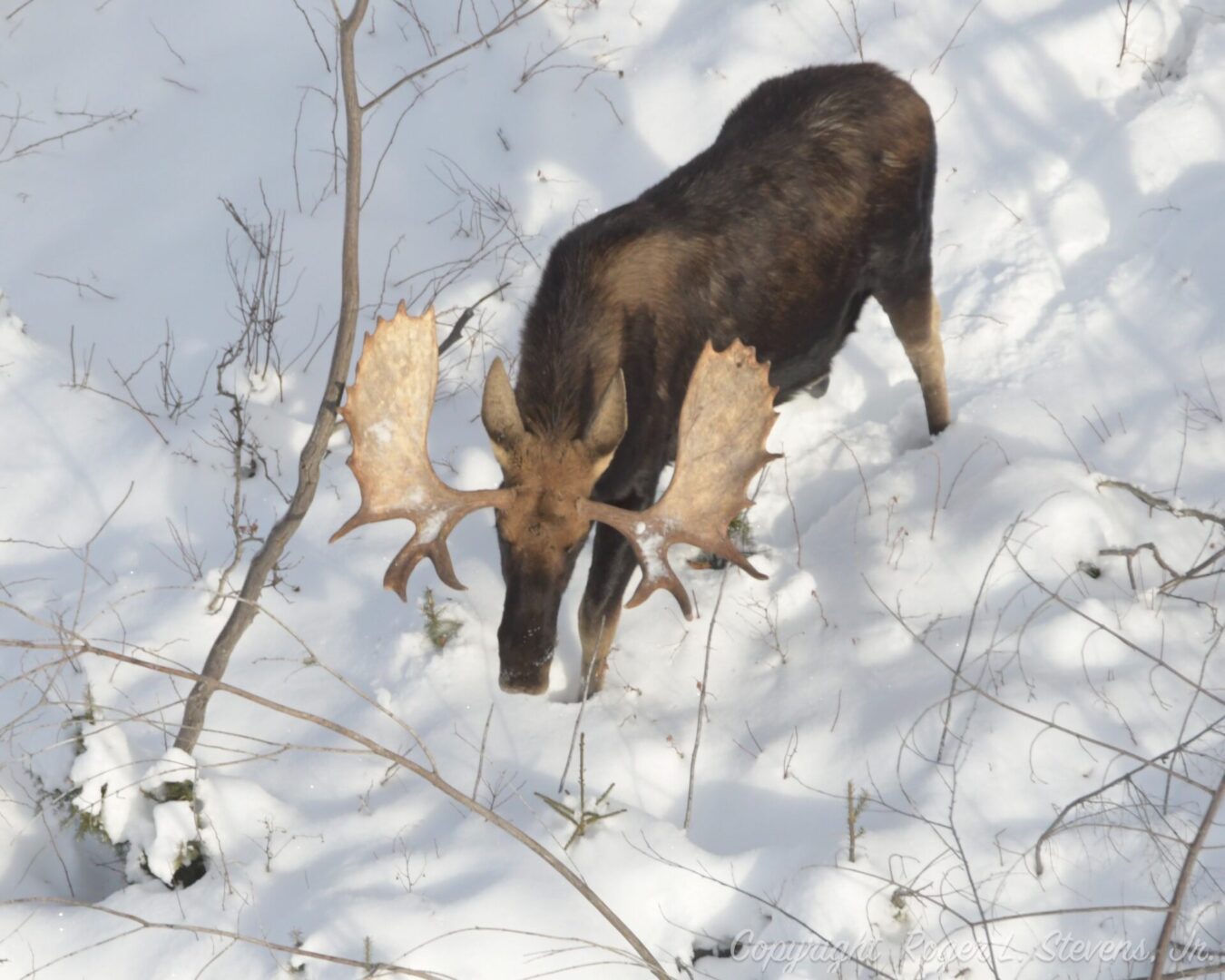 A large moose with antlers in snow.