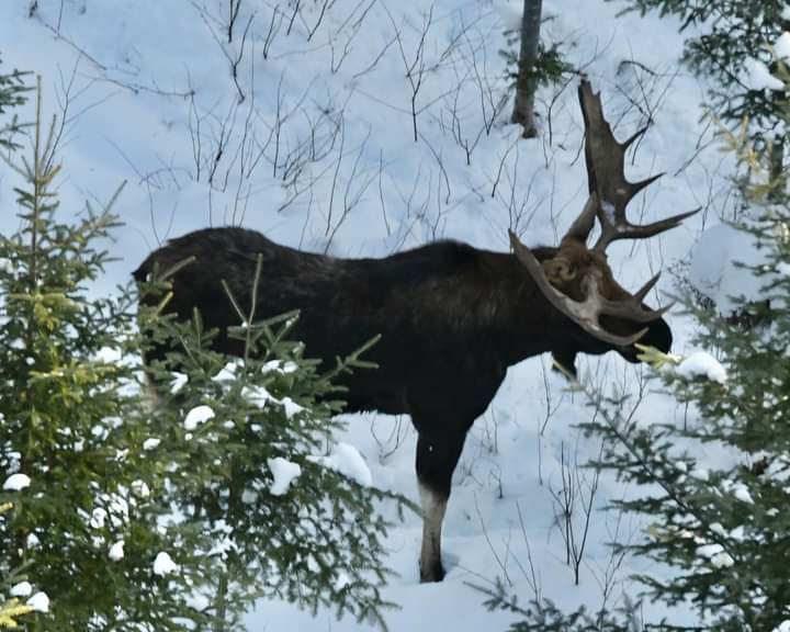 A large bull moose in snowy woods.