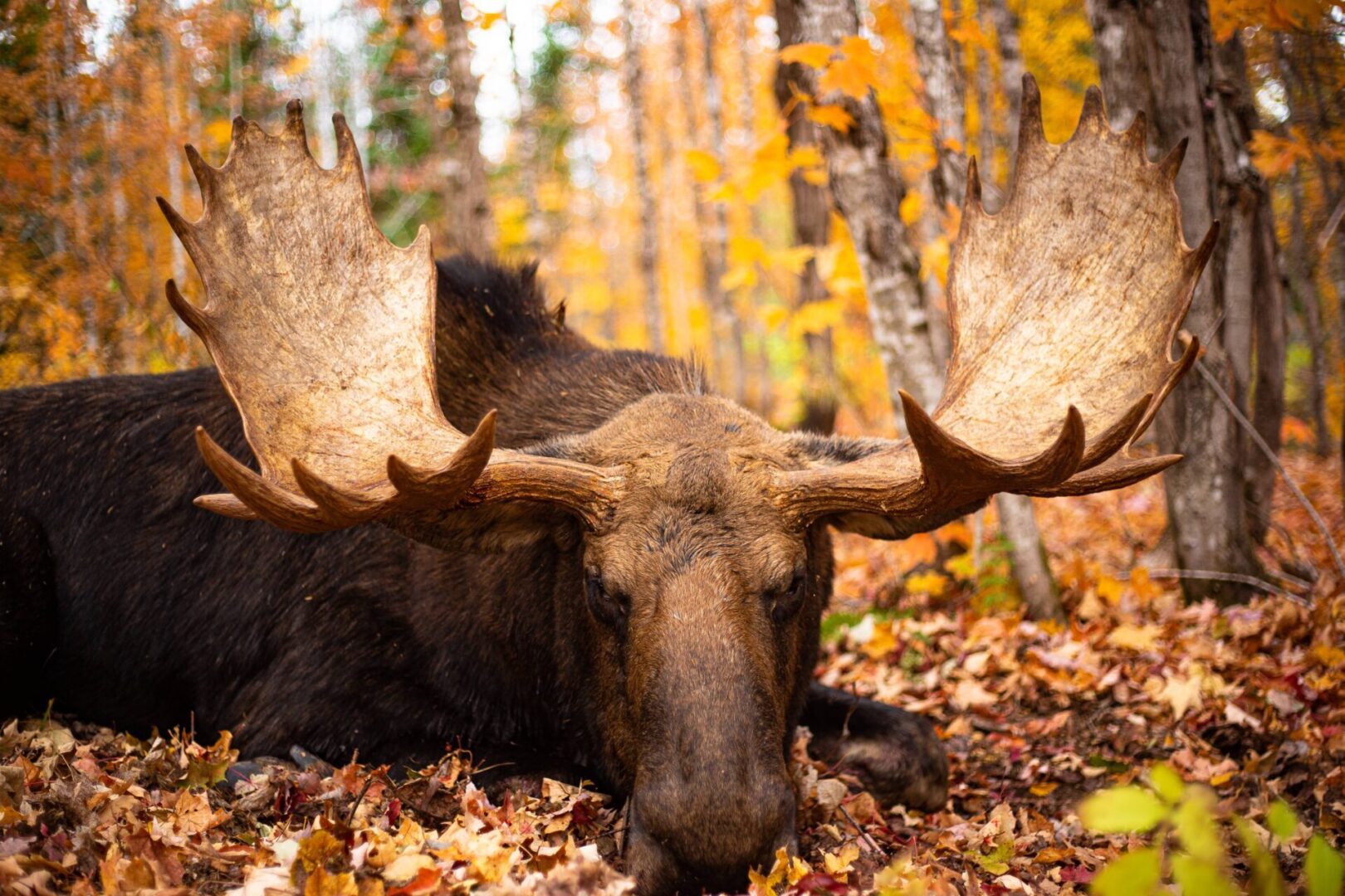 Moose with large antlers in autumn leaves.