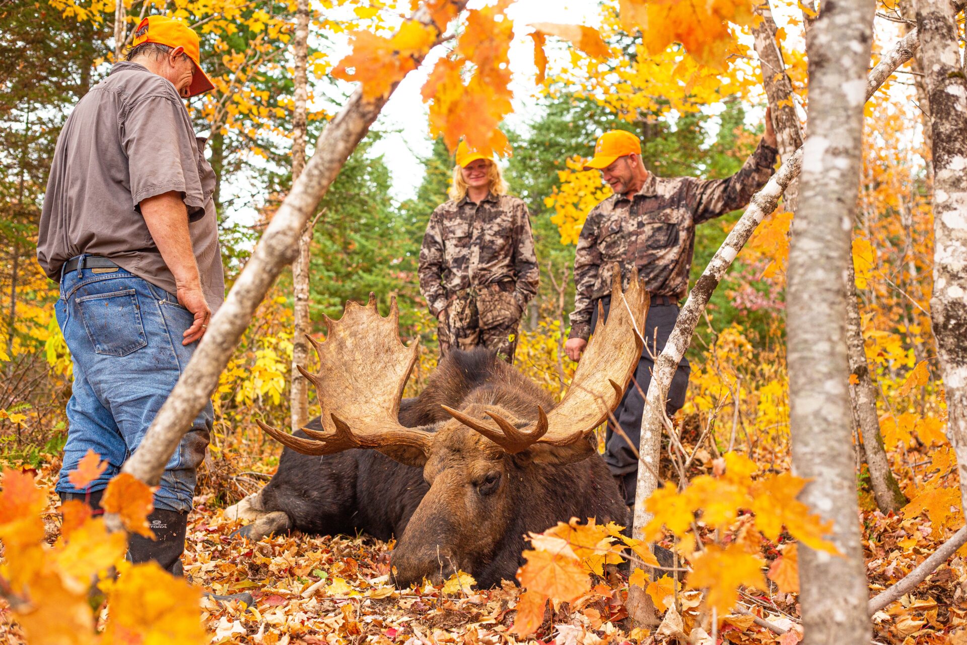 Hunters with a harvested bull moose.