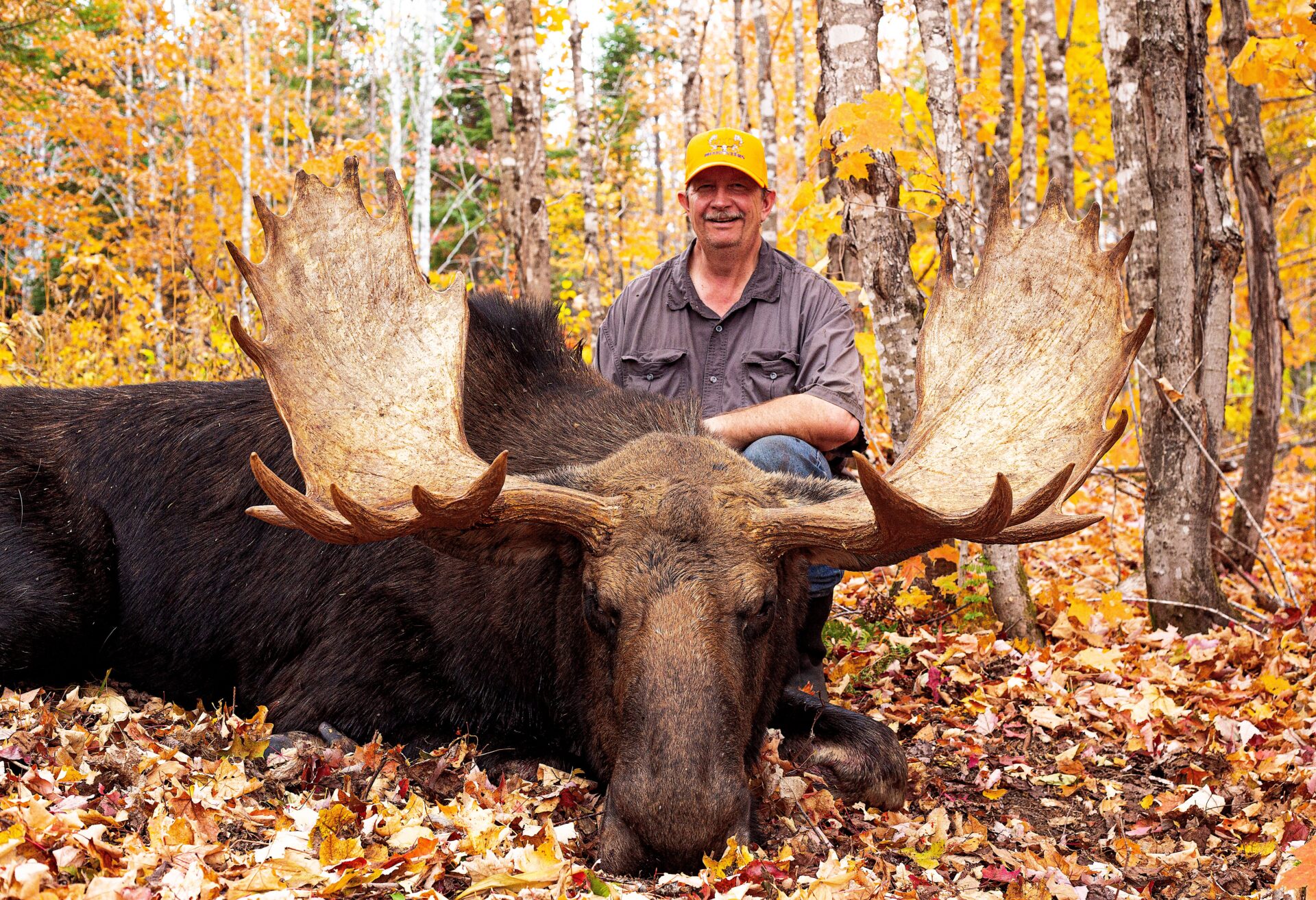 Hunter with a large bull moose in autumn.