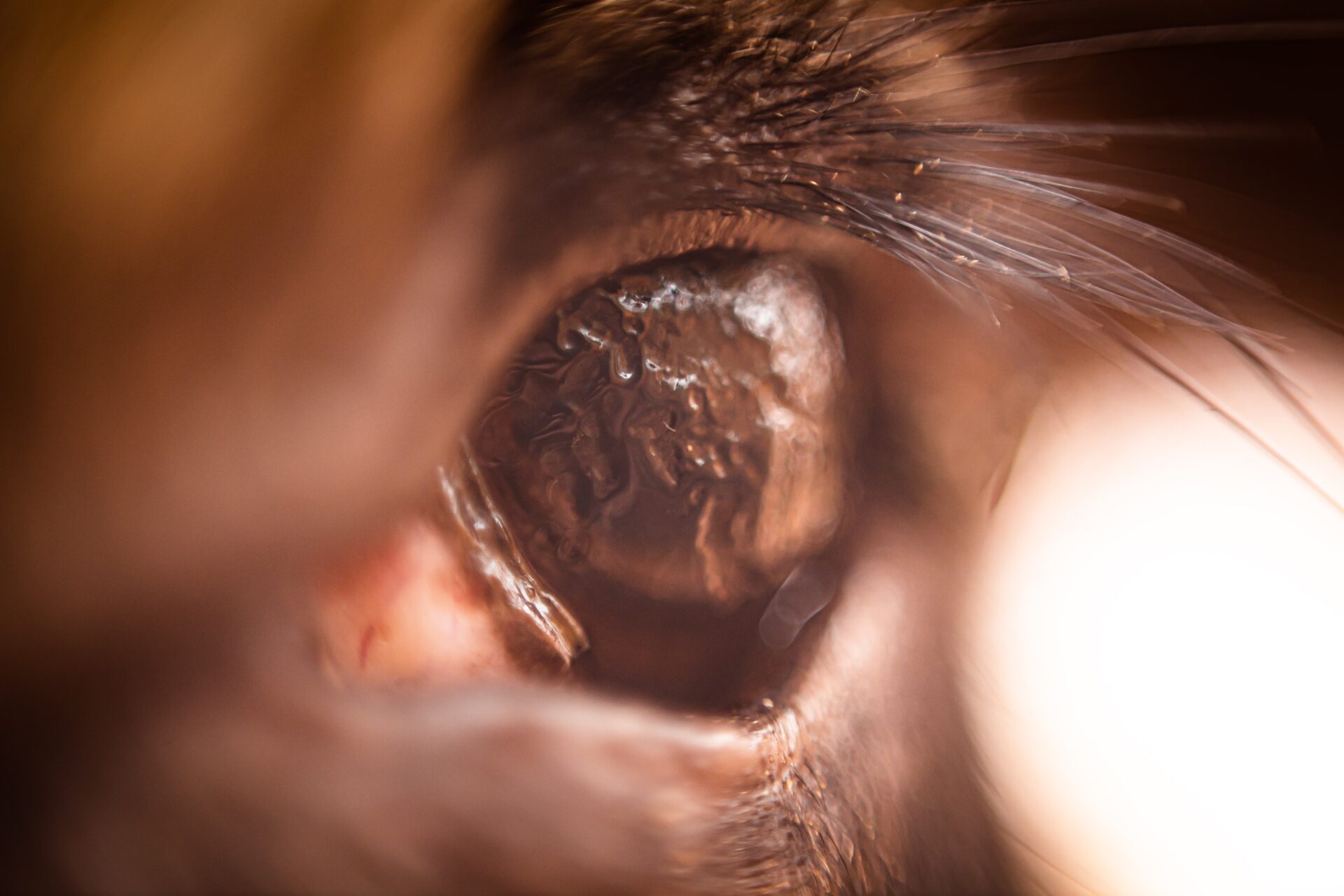 Close-up of a cat's brown eye.