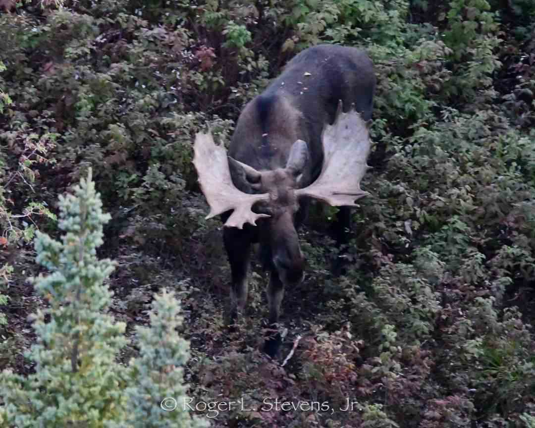 Moose with large antlers in bushes.