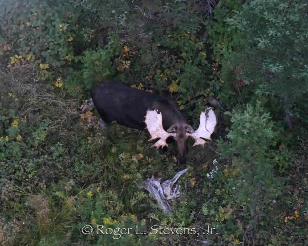 A moose with large antlers in the woods.