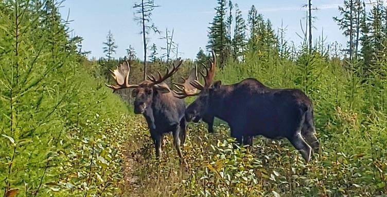 Two moose in a forest clearing.