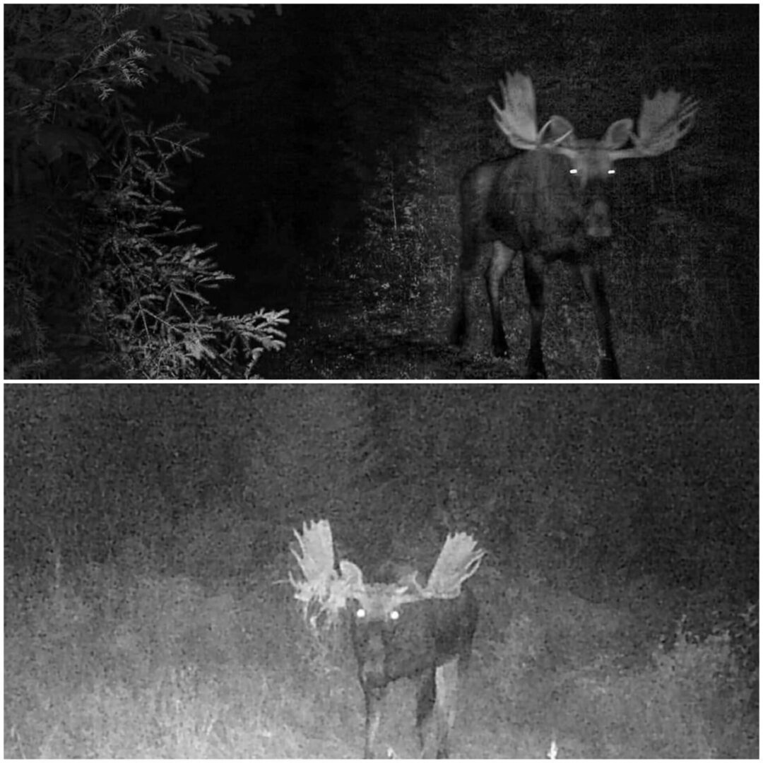 Two moose in the forest at night.