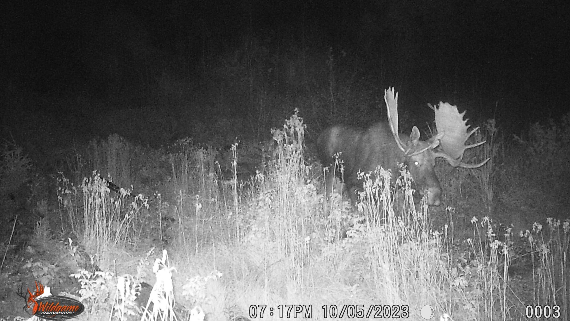 Moose with large antlers in tall grass.