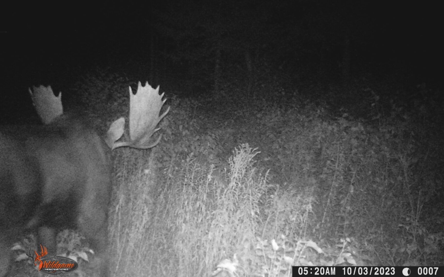 Moose with antlers in the dark.