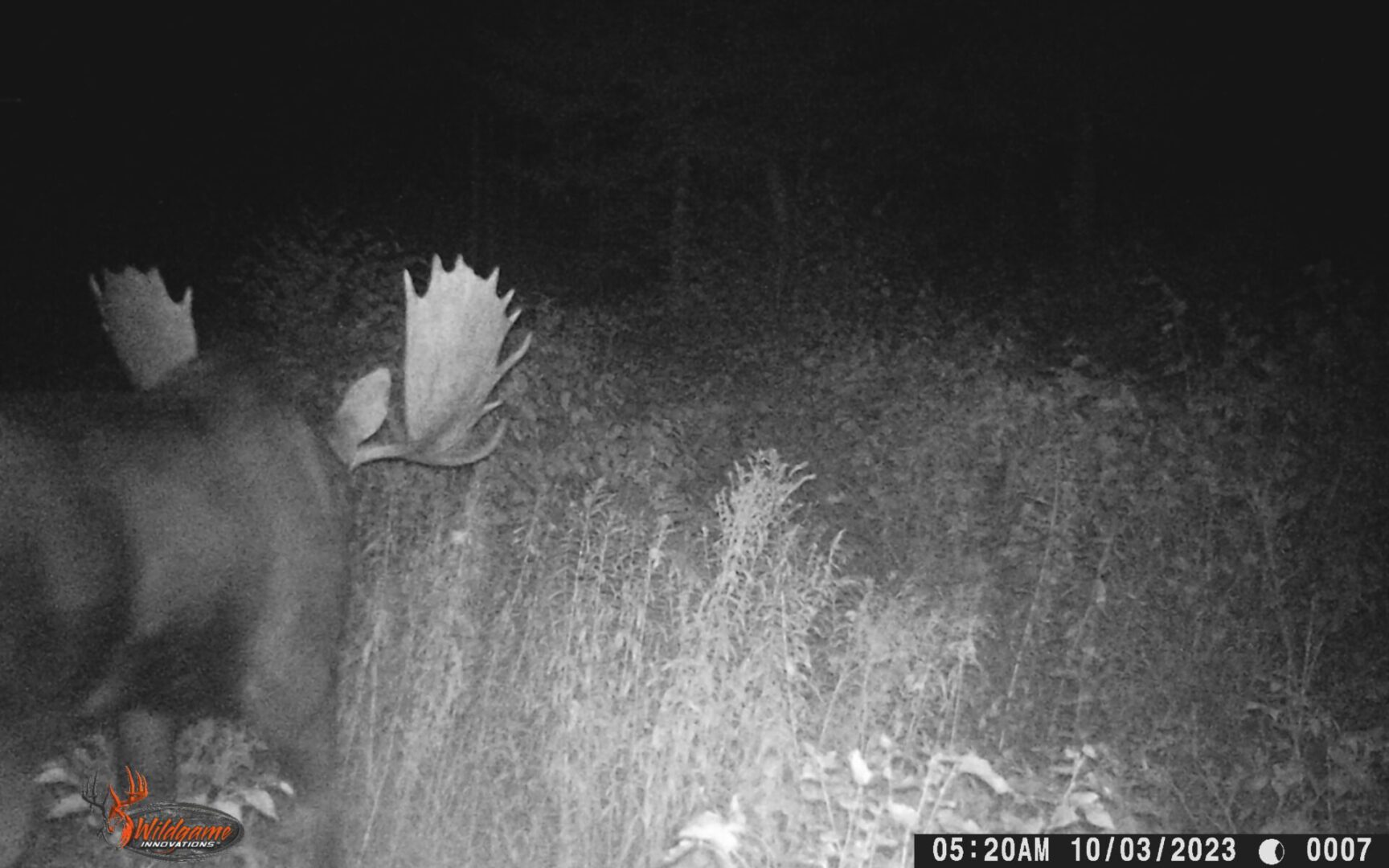 Black and white image of a buck in the woods.