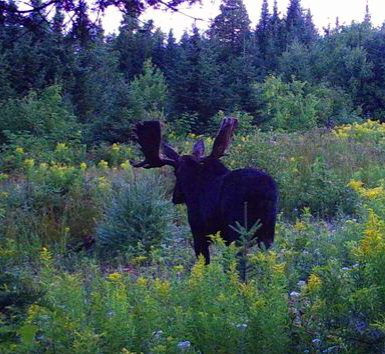 A large moose with antlers in a field.